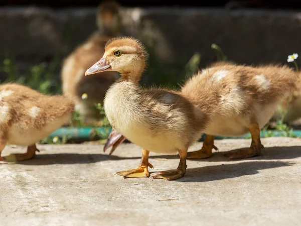 Jolis petits Yougoslings jaunes, mise au point douce sélective — Photo