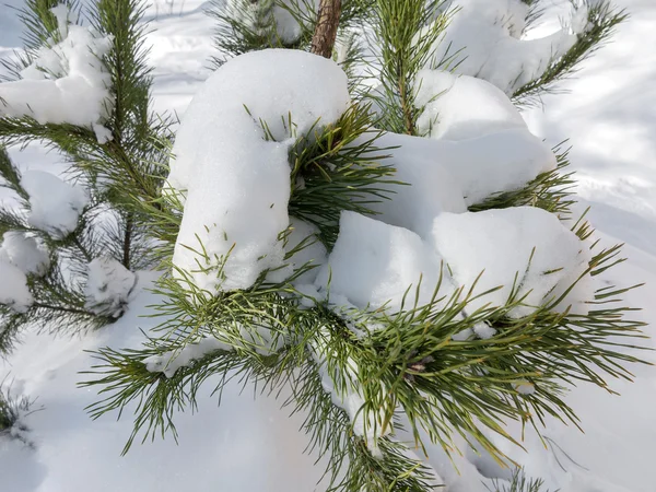 Authentic Green Pine Branch Covered Snow Selective Soft Focus Background — Stock Photo, Image