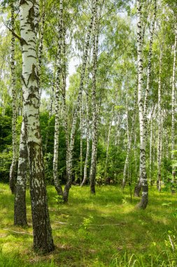 Otantik güzel yaz manzara huş grove açık güneşli da da