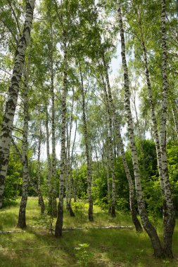 Otantik güzel yaz manzara huş grove açık güneşli da da