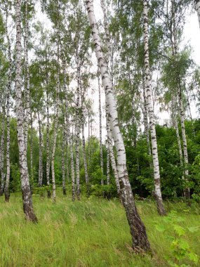 Otantik güzel yaz manzara huş grove açık güneşli da da