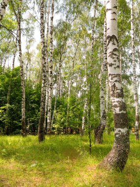 Otantik güzel yaz manzara huş grove açık güneşli da da