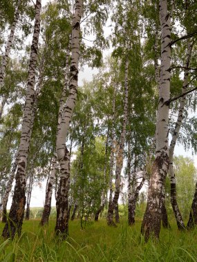 Otantik güzel yaz manzara huş grove açık güneşli da da