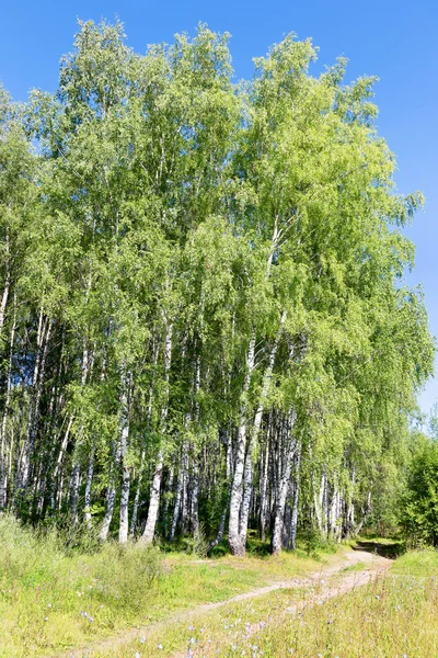 Autentico bellissimo paesaggio estivo betulla boschetto su un chiaro sole — Foto Stock