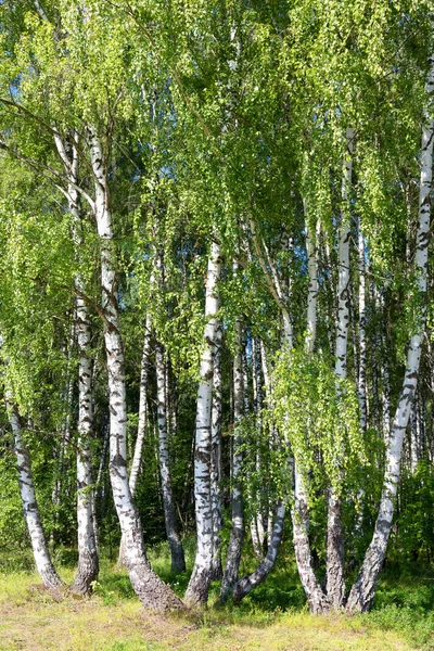 Hiteles szép nyári táj nyírfa liget egyértelmű csapdába — Stock Fotó