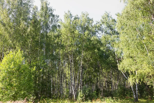 Authentic Beautiful Summer Landscape Birch Grove Clear Sunny — Stock Photo, Image