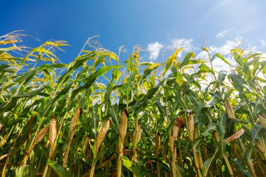 Mısır alan, üzerinde Mısır. Seçici odak