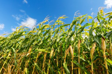 Mısır alan, üzerinde Mısır. Seçici odak