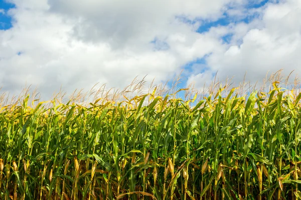 Campo di mais, mais sulla pannocchia. Focus selettivo — Foto Stock