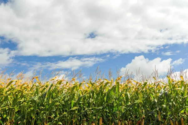 Campo de maíz, maíz en la mazorca. Enfoque selectivo —  Fotos de Stock