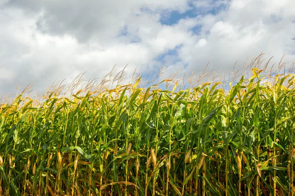 Campo di mais, mais sulla pannocchia. Focus selettivo — Foto Stock