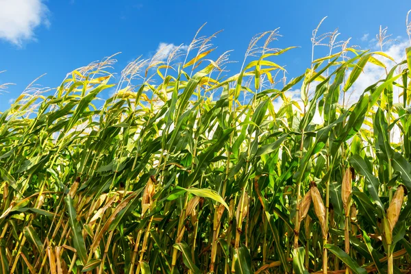 Campo de maíz, maíz en la mazorca. Enfoque selectivo — Foto de Stock