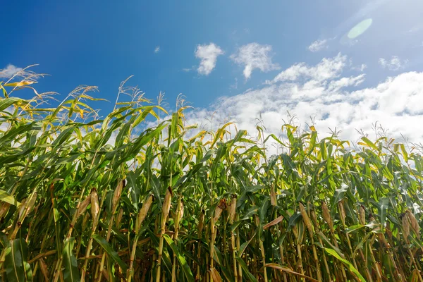 Ladang jagung, jagung rebus. Fokus Selektif — Stok Foto