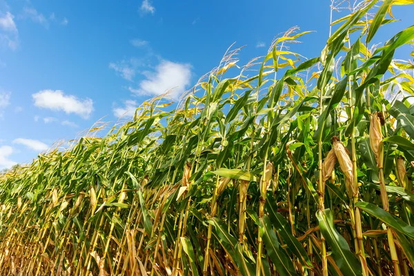Campo de maíz, maíz en la mazorca. Enfoque selectivo —  Fotos de Stock