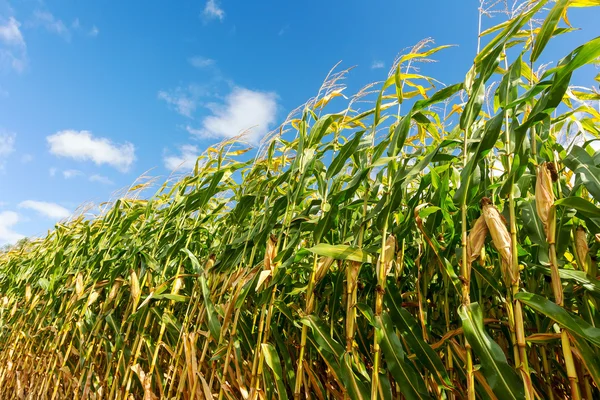 Ladang jagung, jagung rebus. Fokus Selektif — Stok Foto