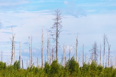 Manzara orman ağaçları kron, sonra sıcak hava dalgası ve yangınlar güzel mavi gökyüzünde olmadan düşmüş gövdeleri. Ekolojik felaket.