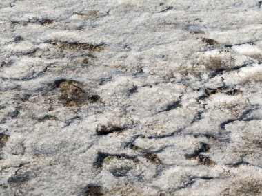 Petrified salt is produced in the dry natural estuary in the eve