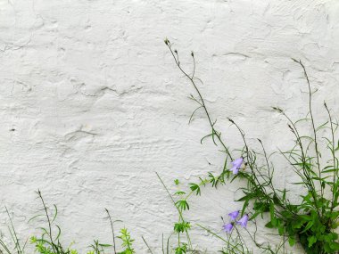 Mavi çan ve binanın dokulu badanalı duvarda yeşil çimen