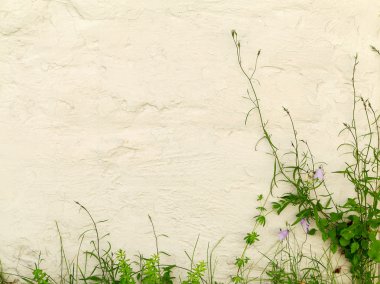 Mavi çan ve yeşil çimenlerin üzerinde bir bui dokulu badanalı duvar