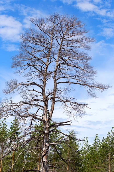 Charred Trunks Trees Crowns Forest Fire Selective Focus Ecological Disaster — Stock Photo, Image