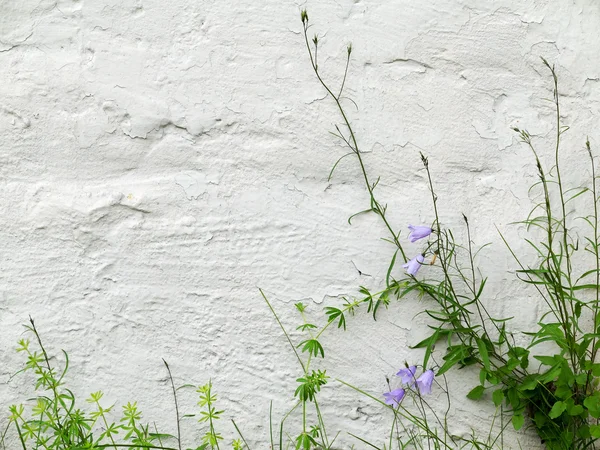 Blauwe klokken en groen gras op getextureerde witgekalkte muur van een bui — Stockfoto