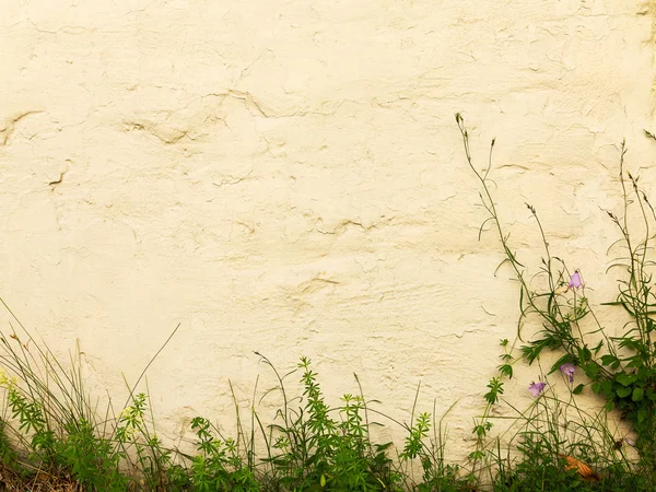 Blue bells and green grass on textured whitewashed wall of a bui — Stock Photo, Image