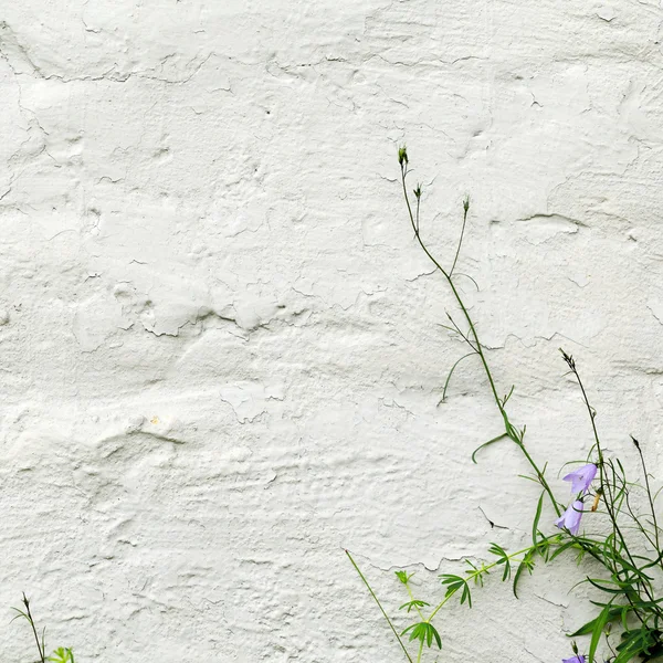 Blue Bells Green Grass Textured Whitewashed Wall Building — Stock Photo, Image