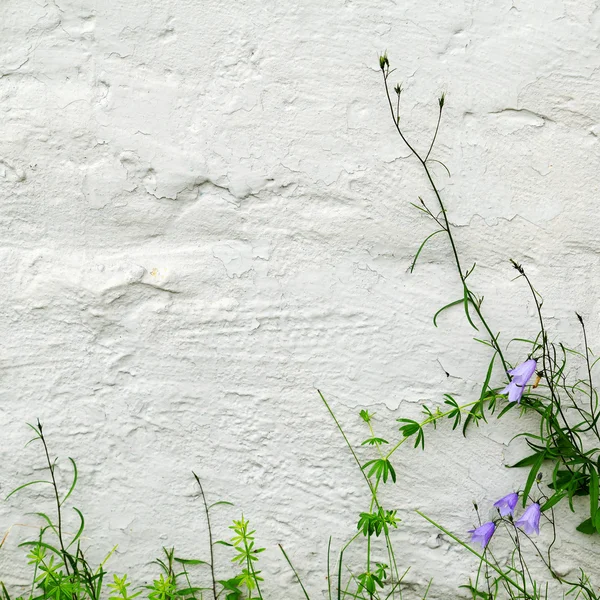 Blue Bells Green Grass Textured Whitewashed Wall Building — Stock Photo, Image