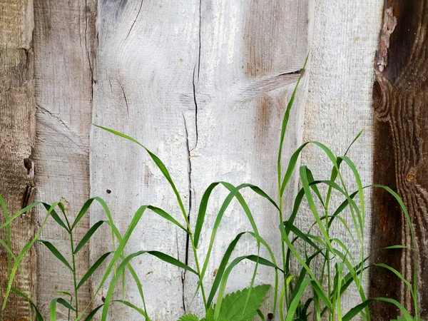 Grama verde na frente de tábuas de madeira velhas cerca rústica, abstrato — Fotografia de Stock