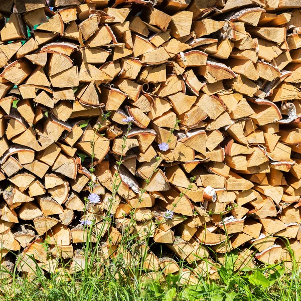 Sección transversal de la madera para el fondo. Moda selectiva — Foto de Stock