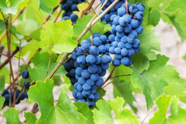 Mor kırmızı üzüm asma üzerinde yeşil yaprakları ile. taze meyve. S