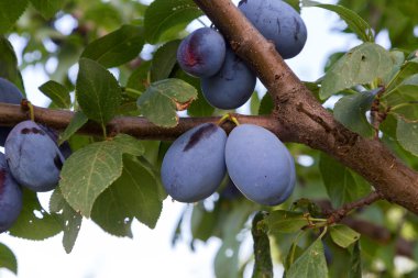 Olgun Erik dal yeşil yaprakları ile. taze çilek. şartlarını