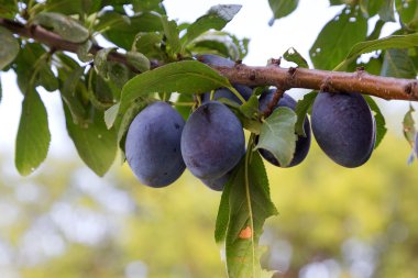 Olgun Erik dal yeşil yaprakları ile. taze çilek. seçici odak