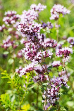 Güzel parlak çiçek nane. Seçici odak alanında boşluk bulanıklık kompozisyon reklam üretimi için.