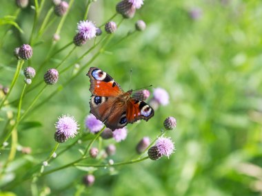 Çiçekler güzel kelebeği. Seçici odak, th uzayda