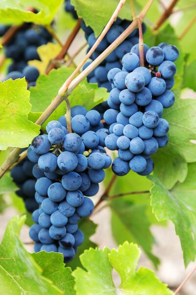 Фиолетовый красный виноград с зелеными листьями на виноградной лозе. свежие фрукты. S
