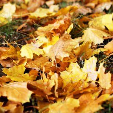 Arka plan grup sarı yaprak, seçici odak, projeniz için bir arka plan olarak.