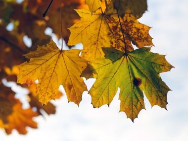 Arka plan grup sarı sonbahar yaprakları, seçici odak, bir bac