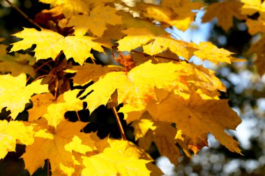 Arka plan grup sarı yaprak, seçici odak, projeniz için bir arka plan olarak.