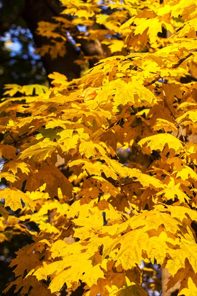 Φόντο Ομάδα Κίτρινα Φύλλα Του Φθινοπώρου Επιλεκτική Εστίαση Φόντο Για — Φωτογραφία Αρχείου