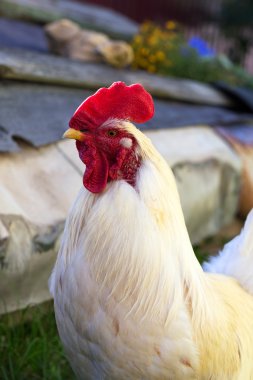 Horoz ve tavuk üzerinde geleneksel ücretsiz aralığı tavuk çiftliği
