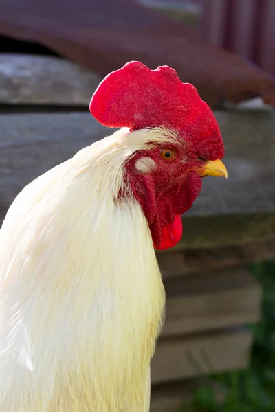 Coq sur la ferme avicole traditionnelle en plein air, orientation sélective — Photo