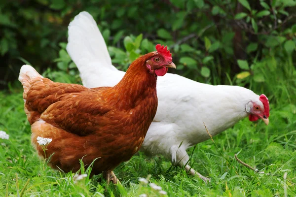 Poulet dans la ferme traditionnelle de volailles de plein air, sélectif fo — Photo