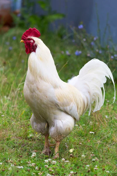 Coq sur la ferme avicole traditionnelle en plein air, orientation sélective — Photo