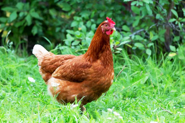 Poulet dans la ferme traditionnelle de volailles de plein air, sélectif fo — Photo