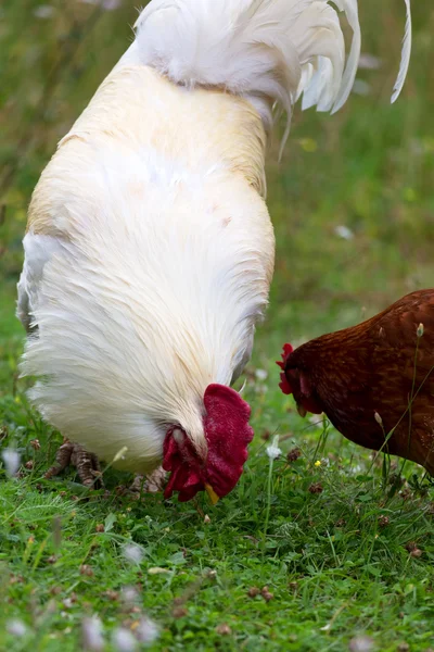 O galo e a galinha na fazenda tradicional de aves de capoeira ao ar livre, selecti — Fotografia de Stock