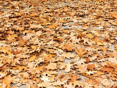 Arka plan grup sarı yaprak, seçici odak, projeniz için bir arka plan olarak.