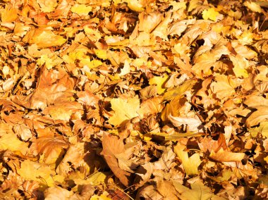 Arka plan grup sarı yaprak, seçici odak, projeniz için bir arka plan olarak.