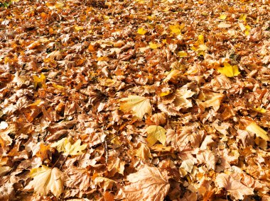 Arka plan grup sarı sonbahar yaprakları, seçici odak, bir bac