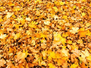 Arka plan grup sarı yaprak, seçici odak, projeniz için bir arka plan olarak.